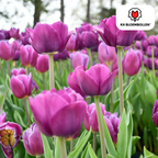 Tulp 'Purple Prince' – 20 bloembollen (bolmaat 11/12)