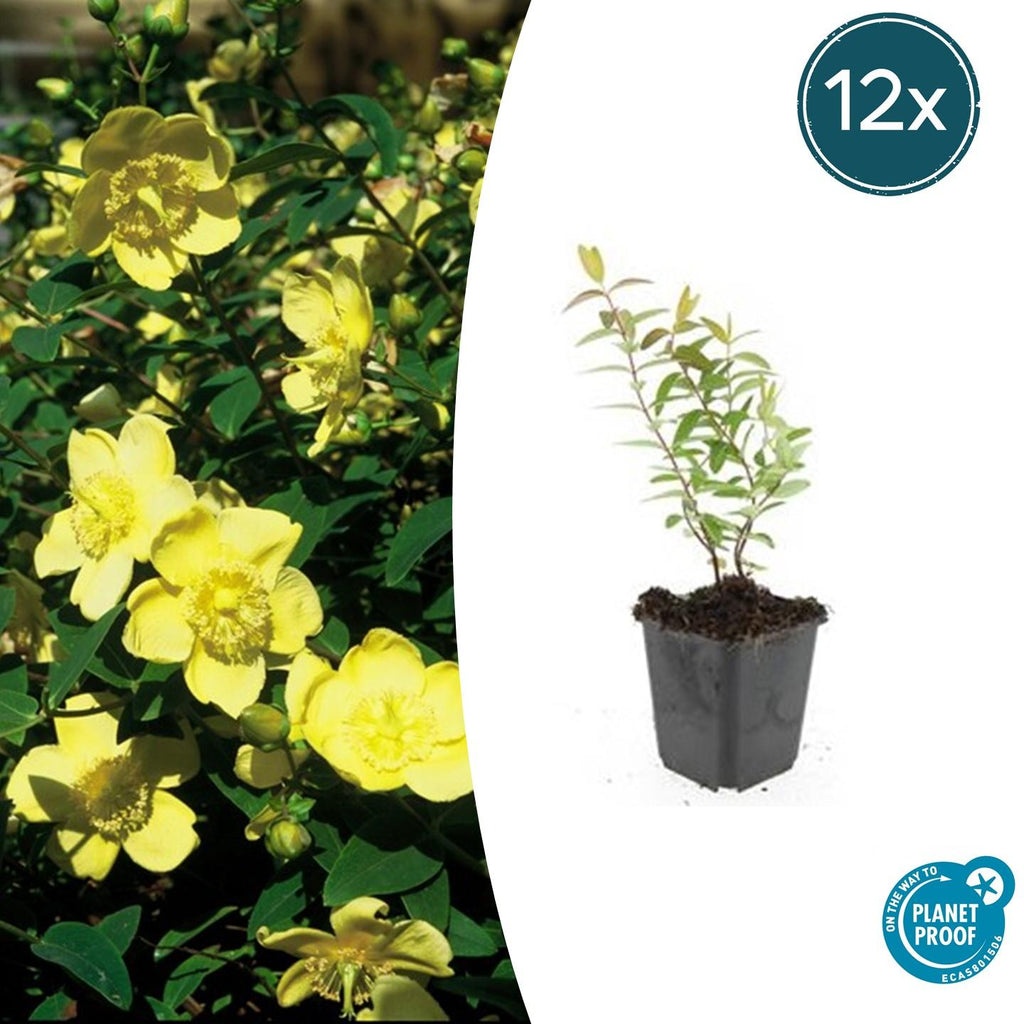 Hypericum 'Hidcote' (perikon) – 12 planter, Ø9 cm, 10–25 cm høje – billede 2