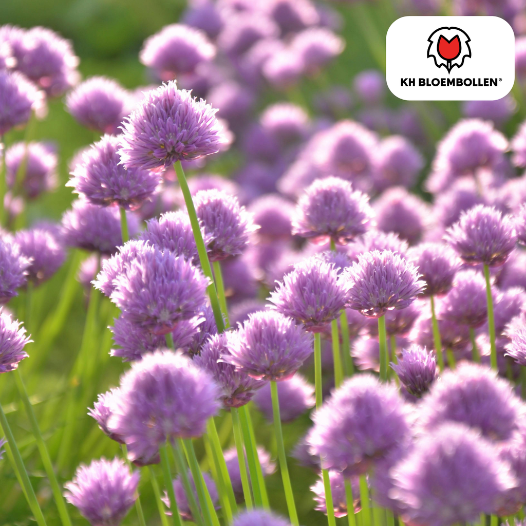 Sierui (Allium carolinianum) – 15 blomsterløg