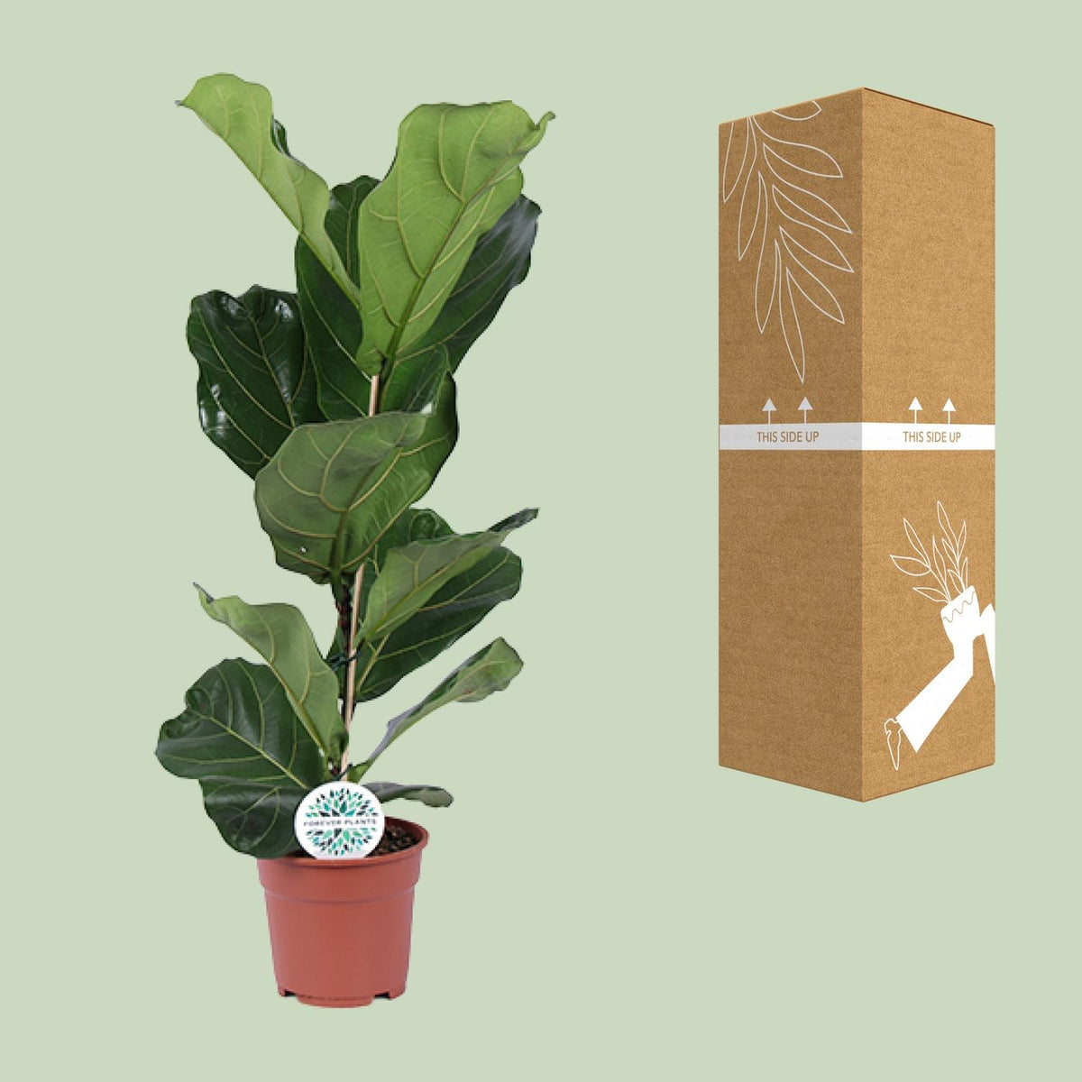 Ficus lyrata (vioolbladplant) – Ø17 cm, 60 cm hoog – art. 15925