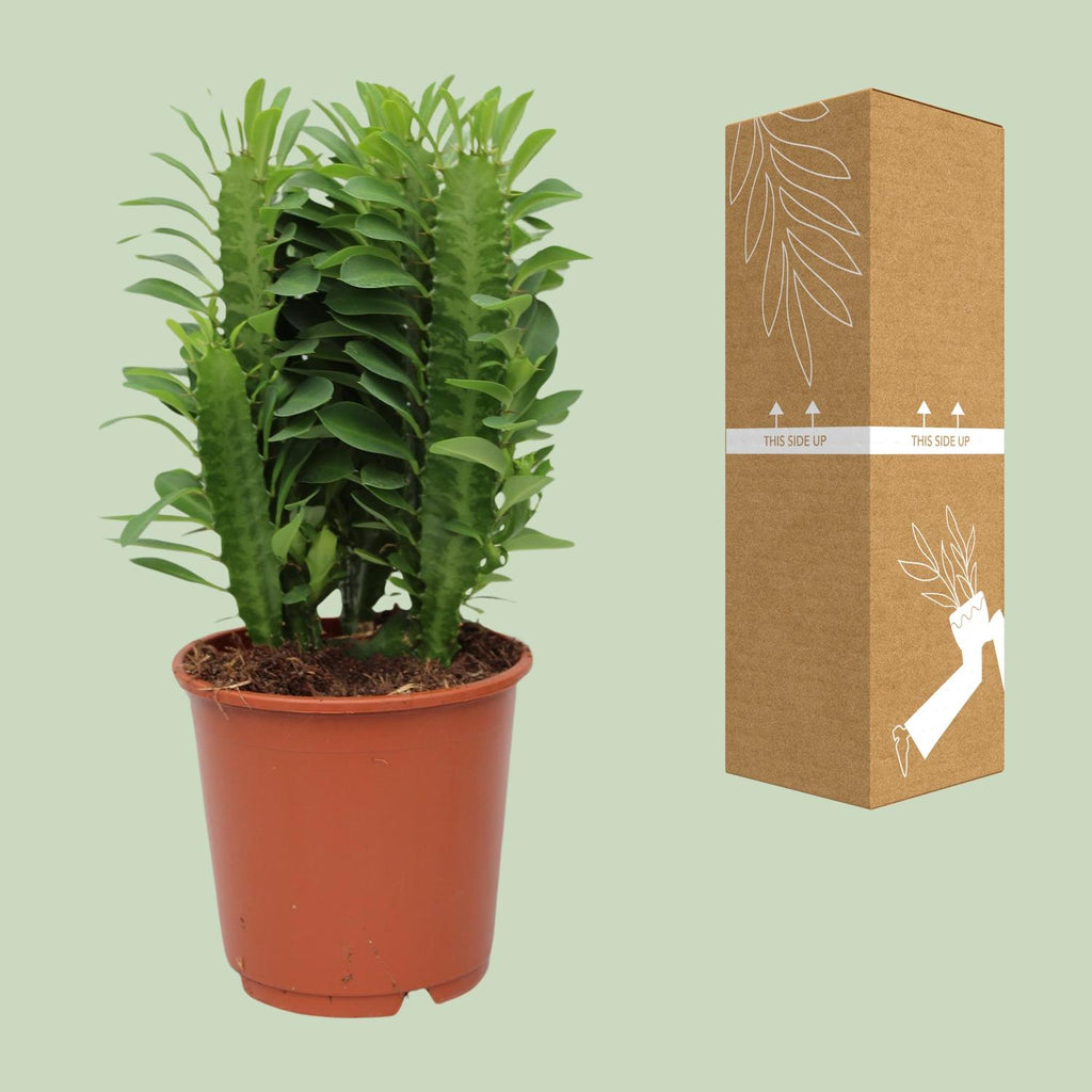 Euphorbia Trigona – Ø12 cm, 40 cm høj