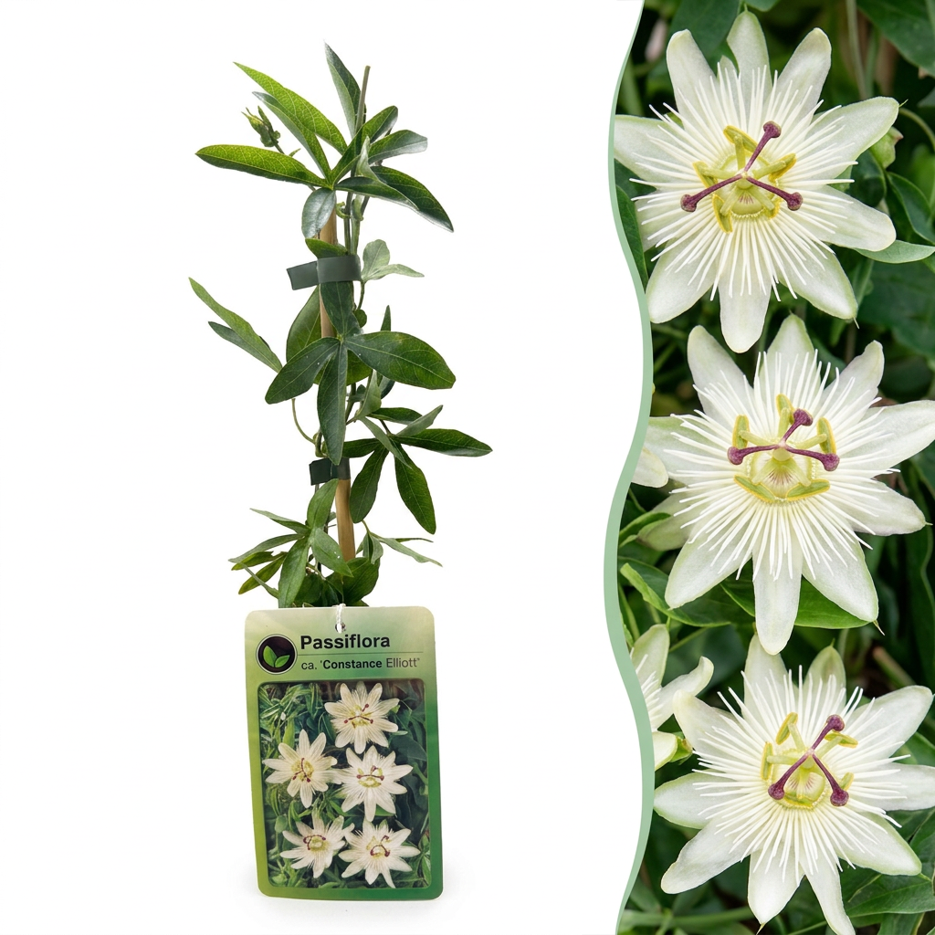 Passiflora caerulea 'Constance Elliott' (passiflore) – blanc – 6 plantes, Ø9 cm, 35 cm de haut