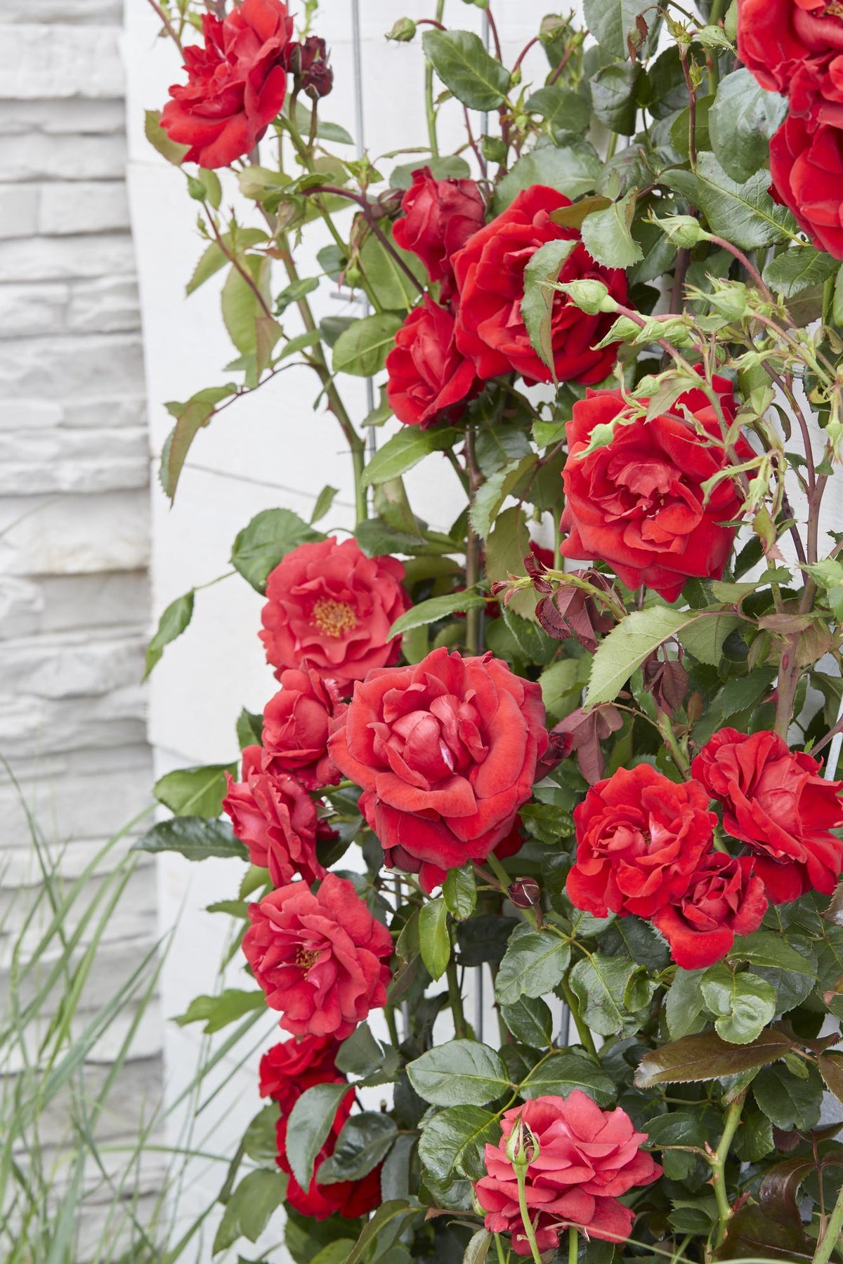Rosa 'Crazy' (rose) – 3 plants, Ø15 cm, 65 cm high – art. 7686 – photo 5