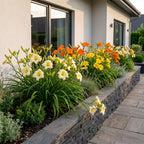 Hemerocallis 'Tricolour' (lis des Indes) – crème-jaune-rouge – 6 plants, Ø11 cm, 15–25 cm de haut