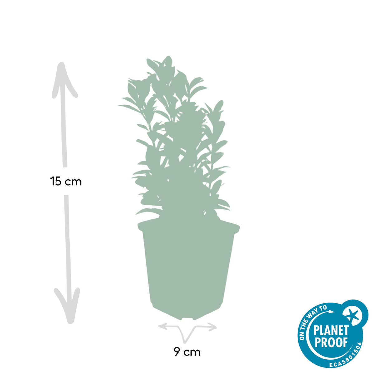 Euonymus japonica 'Green Spire' (Japanese spirea) – 12 plants, Ø9 cm, 10–25 cm high – photo 2