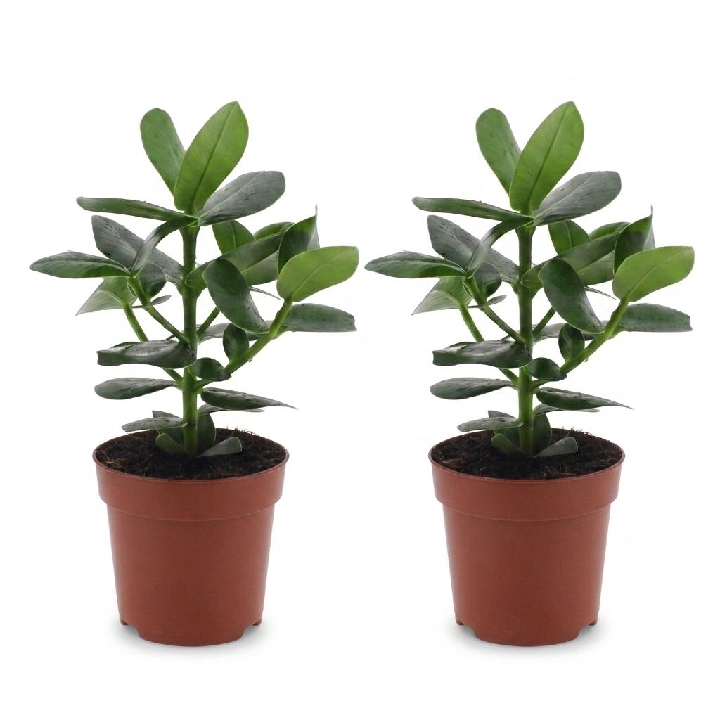 2× Clusia Princess – Ø12 cm, 40 cm hoog