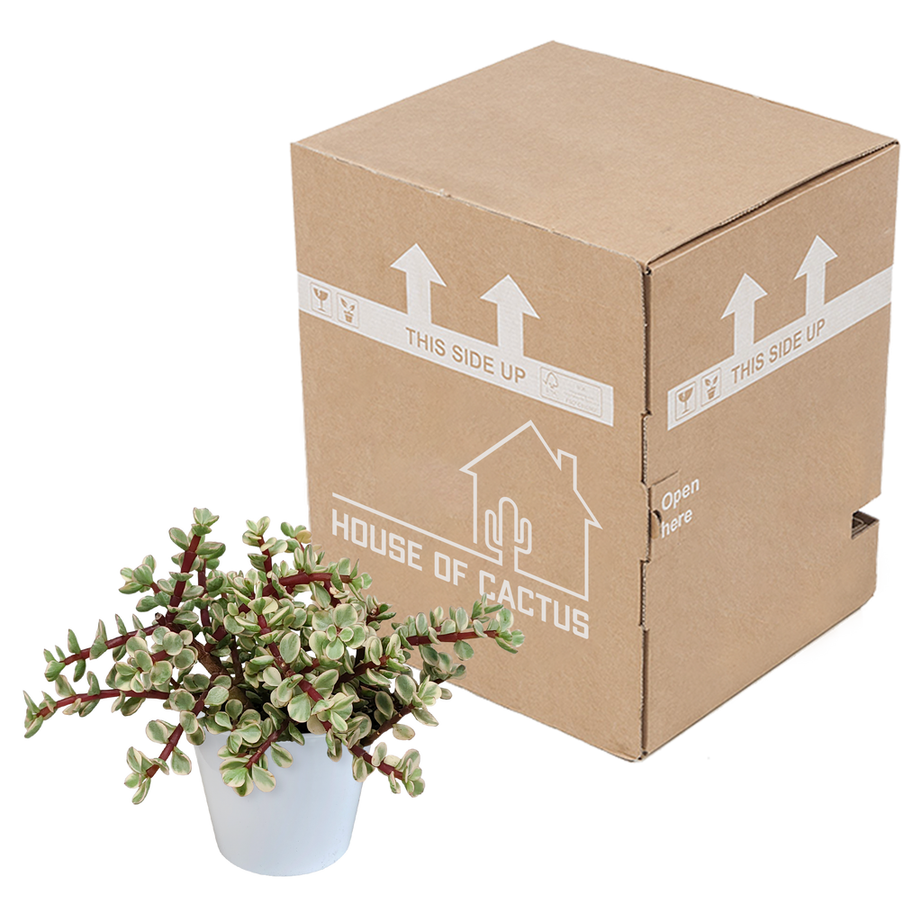 Portulacaria afra Variegata (arbre à saucisses) en pot blanc – Ø12 cm, 25 cm de haut – photo 7