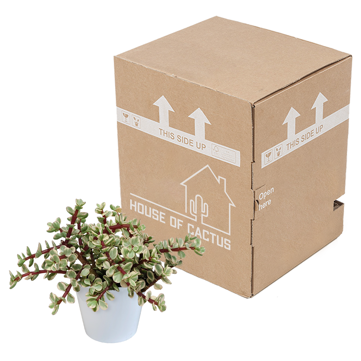 Portulacaria afra Variegata (arbre à saucisses) en pot blanc – Ø12 cm, 25 cm de haut – photo 7
