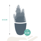 Kaktusmix (Cactaceae) i hvid potte – Ø6 cm, 40 cm høj