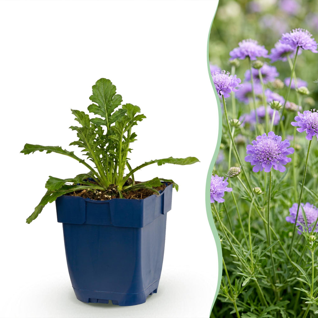Scabiosa columbaria 'Butterfly Blue' (duifkruid) – paars – Ø11 cm, 15–25 cm hoog