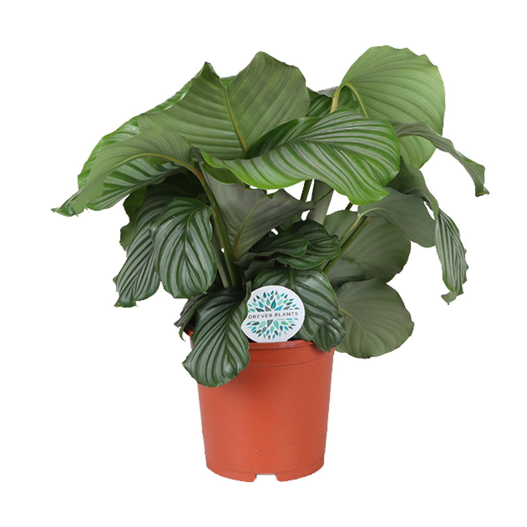 Calathea orbifolia – Ø21 cm, 65 cm hoog