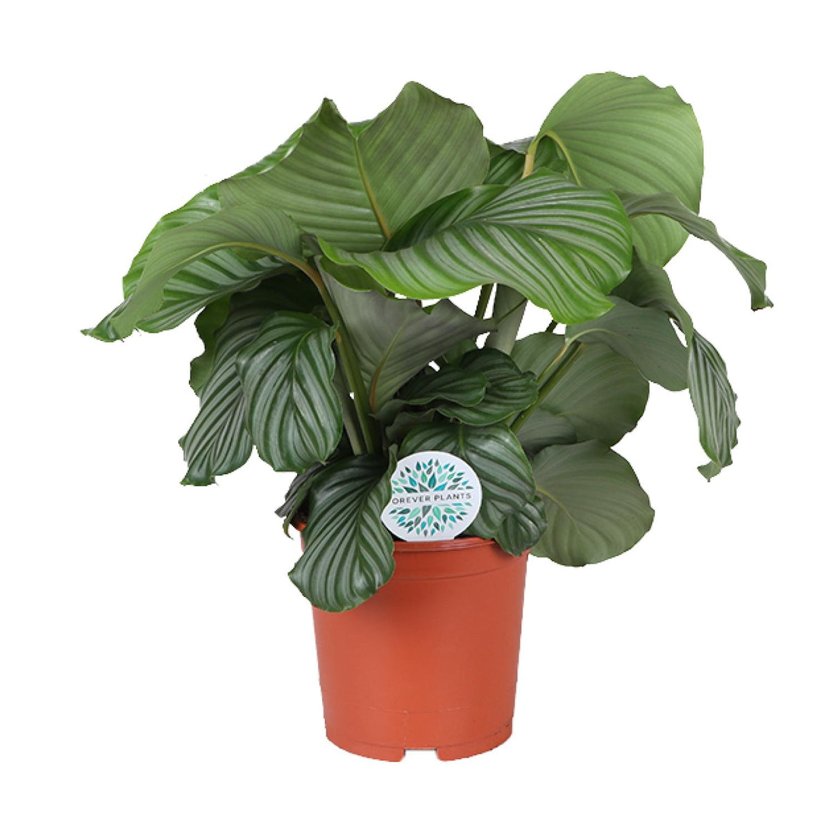 Calathea orbifolia – Ø21 cm, 65 cm høj
