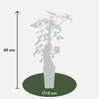 Parthenocissus henryana (Chinese wild grape) – Ø15 cm, 65 cm high