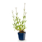 Verbena bonariensis (Bonapartia) – lila – Ø 11 cm, 15–25 cm hoch
