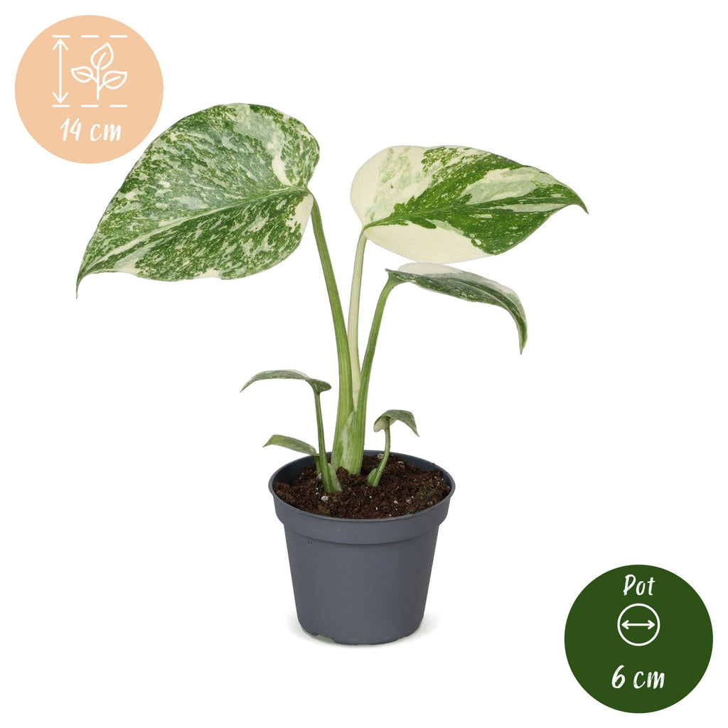 Monstera Crème Brûlée (plante percée) – Ø6 cm, 14 cm de haut