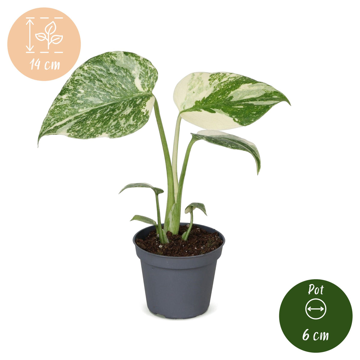 Monstera Creme Brulee (Fensterblatt) – Ø6 cm, 14 cm hoch