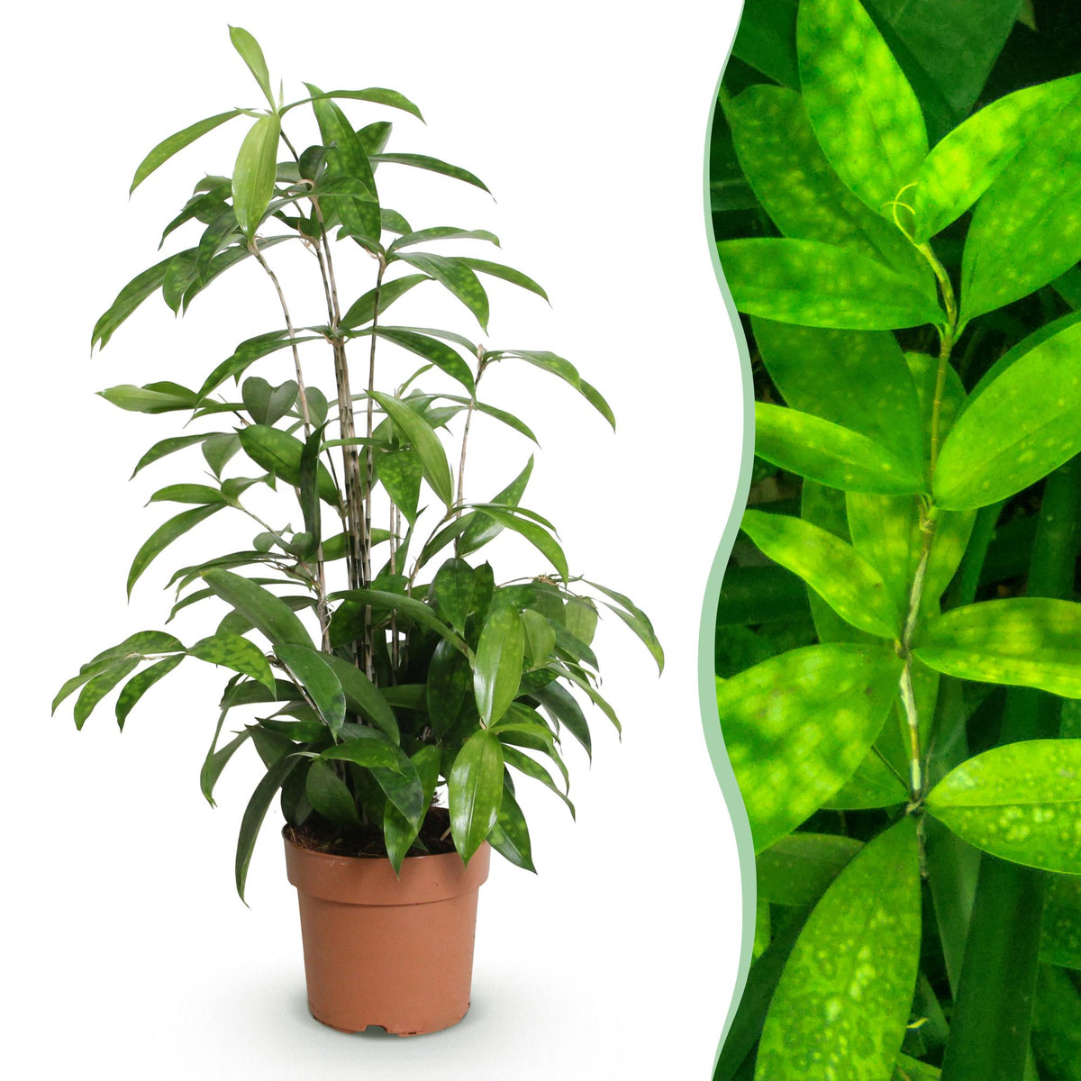 Dracaena surculosa (drakenboom) – Ø17 cm, 60–70 cm hoog