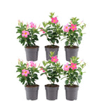 Mandevilla 'Pink' (dipladenia) – 6 plants, Ø12 cm, 25 cm high