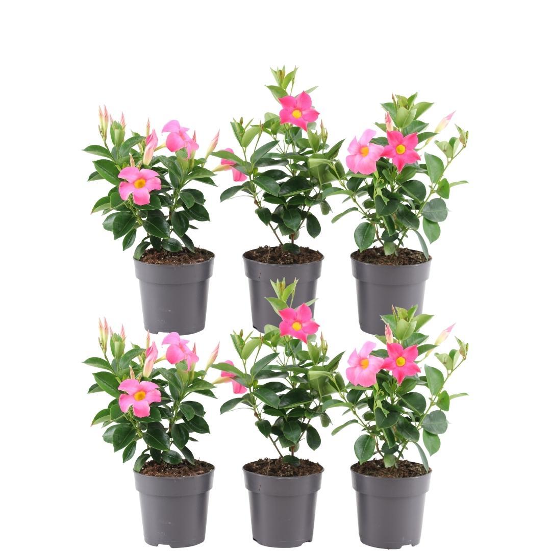 Mandevilla 'Pink' (dipladenia) – 6 plants, Ø12 cm, 25 cm high