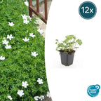 Geranium sanguineum 'Album' (cranesbill) – 12 plants, Ø9 cm, 10–25 cm high