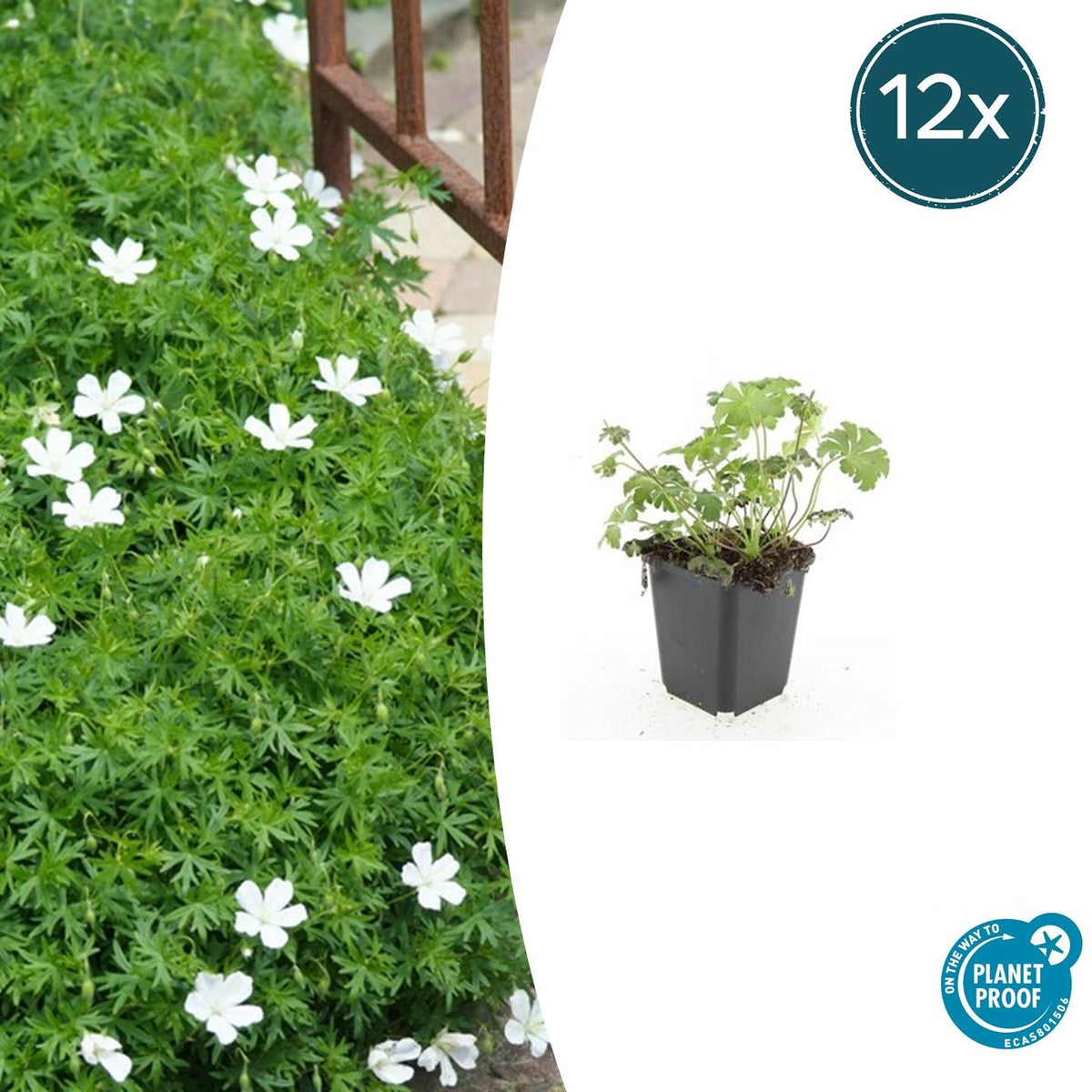 Geranium sanguineum 'Album' (cranesbill) – 12 plants, Ø9 cm, 10–25 cm high – photo 2
