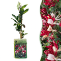 Lonicera periclymenum 'Serotina' (kaprifolie) – lilla-gul – Ø9 cm, 35 cm høj