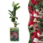 Lonicera periclymenum 'Serotina' (kaprifolie) – lilla-gul – Ø9 cm, 35 cm høj