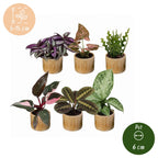 6× Coffret surprise de plantes d’intérieur incl. Linnea Honey – Ø6 cm, 5–15 cm de haut