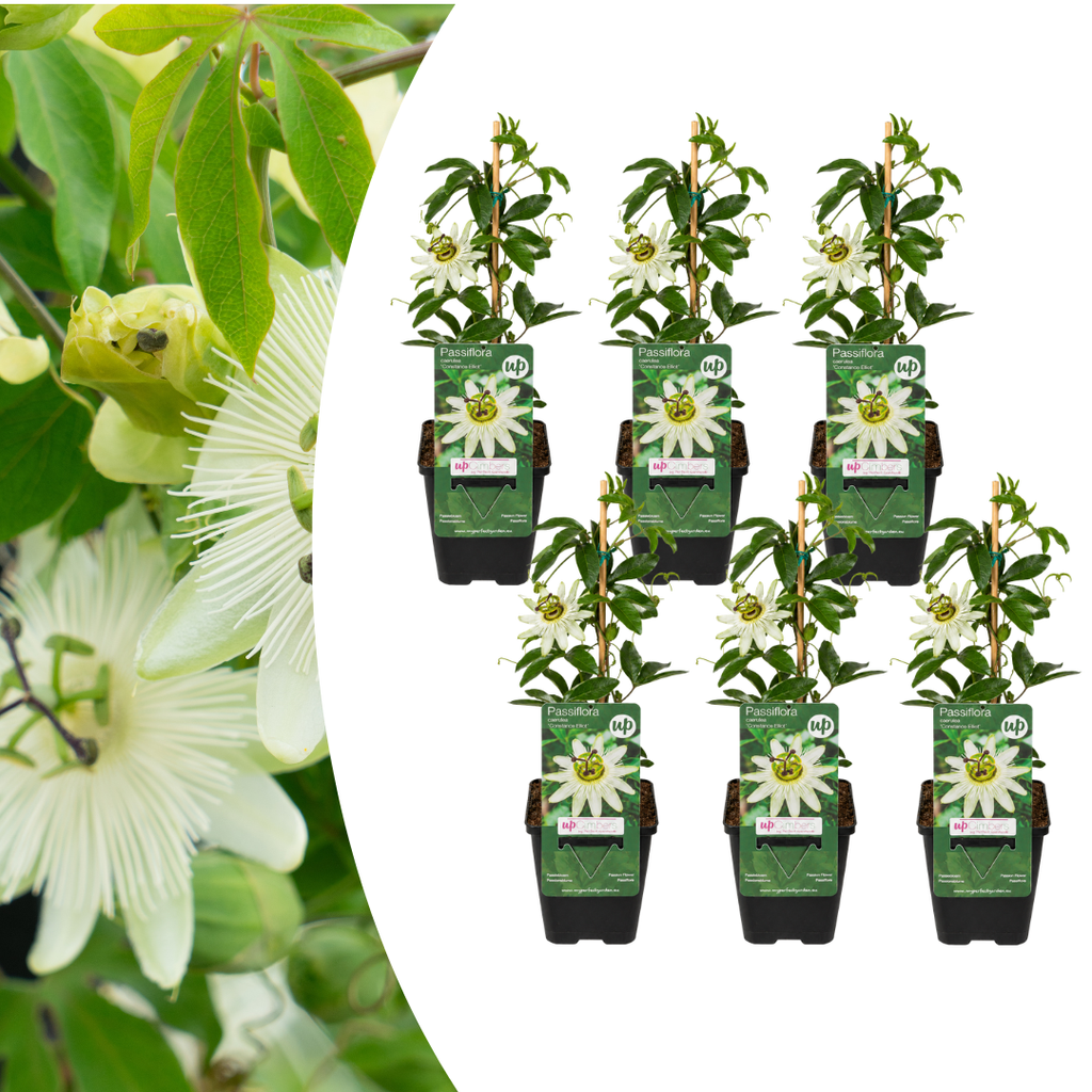 Passiflora caerulea 'Constance Elliott' (Passionsblume) – 6 Pflanzen