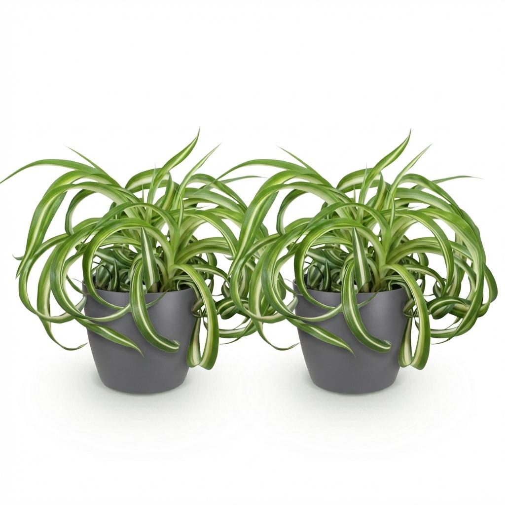 2× Chlorophytum comosum Bonnie (plante-araignée) en pot décoratif Potter gris – Ø12 cm, 20 cm de haut