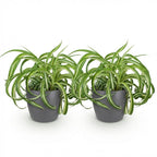 2× Chlorophytum comosum Bonnie (plante-araignée) en pot décoratif Potter gris – Ø12 cm, 20 cm de haut