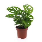 Monstera adansonii (Mini-Monstera) – Ø 12 cm, 25 cm hoch