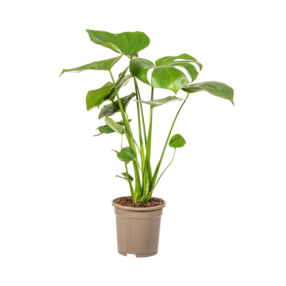 Monstera deliciosa Tauerii (Fensterblatt) – Ø 17 cm, 50–70 cm hoch