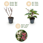 Hydrangea panniculata 'Living Infinity' (Rispenhortensie) – weiß – Ø12 cm, 20–30 cm hoch