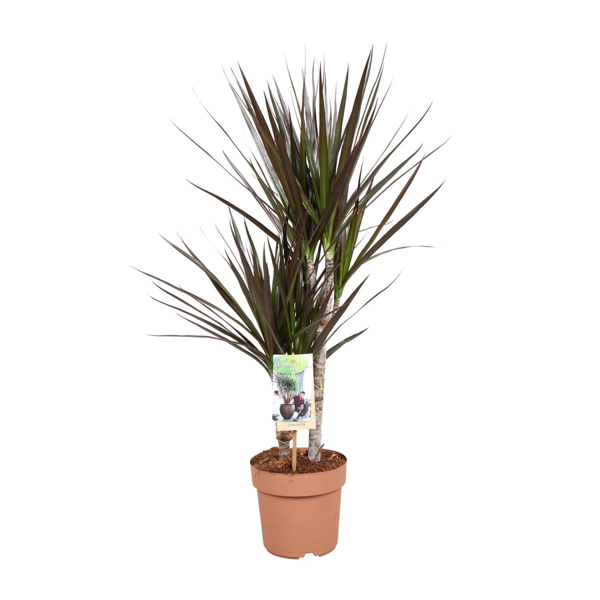 Dracaena Magenta (drakenboom) – Ø17 cm, 80 cm hoog
