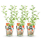 Fruchtpflanzen – orange – 3 Pflanzen, Ø9 cm, 35 cm hoch