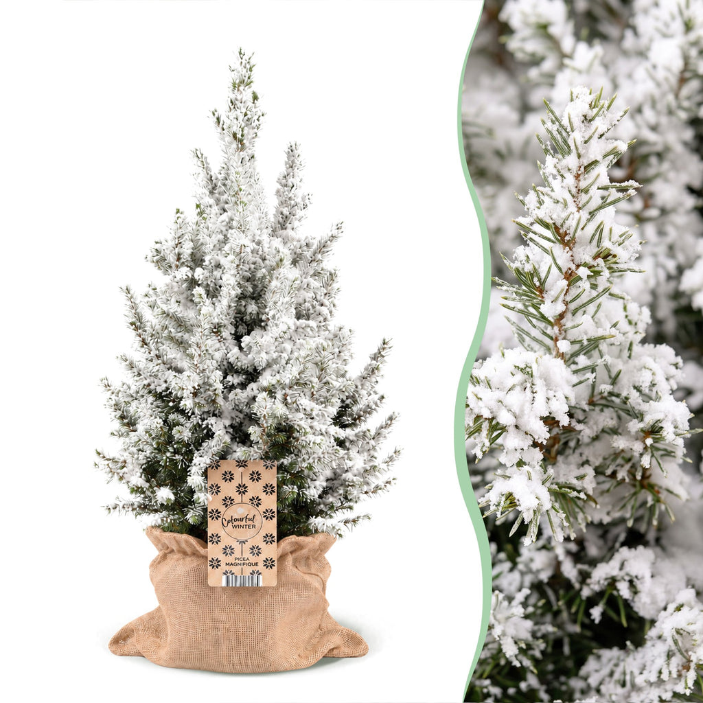 2× Picea glauca Conica (sapin de Noël) en sachet de jute – Ø19 cm, 65 cm de haut – blanc