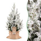 2× Picea glauca Conica (sapin de Noël) en sachet de jute – Ø19 cm, 65 cm de haut – blanc