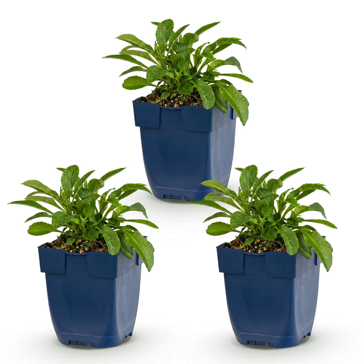 Campanula persicifolia (perzikbladklokje) – blauw – 3 planten, Ø11 cm, 15–25 cm hoog