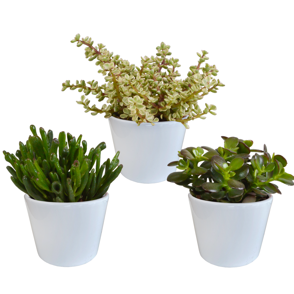Crassula-Mix (Jade-Pflanze) im weißen Topf – Ø 11 cm, 21 cm hoch