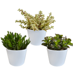 Crassula-Mix (Jade-Pflanze) im weißen Topf – Ø 11 cm, 21 cm hoch