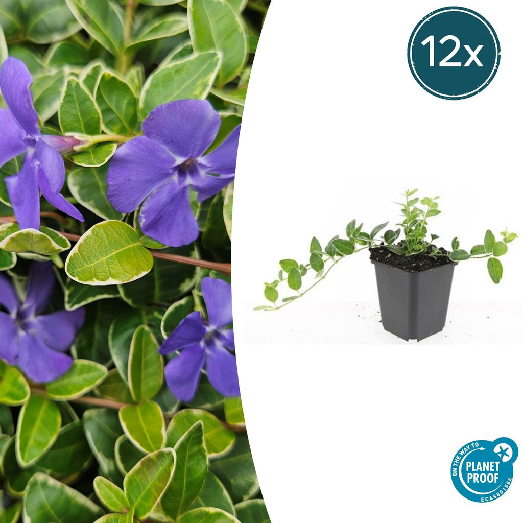 Vinca minor 'Argenteovariegata' (bigleaf vinca) – 12 plants, Ø9 cm, 10–25 cm high – photo 2