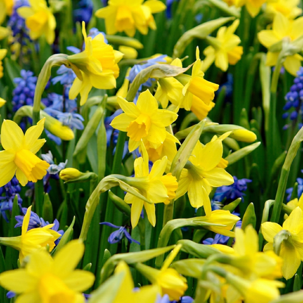 Narcis 'Tête-à-Tête' – 400 blomsterløg (løgstørrelse 10/12)