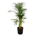 Areca-Palme (Dypsis) in Greenville Rund-Übertopf schwarz – Ø21 cm, 120 cm hoch