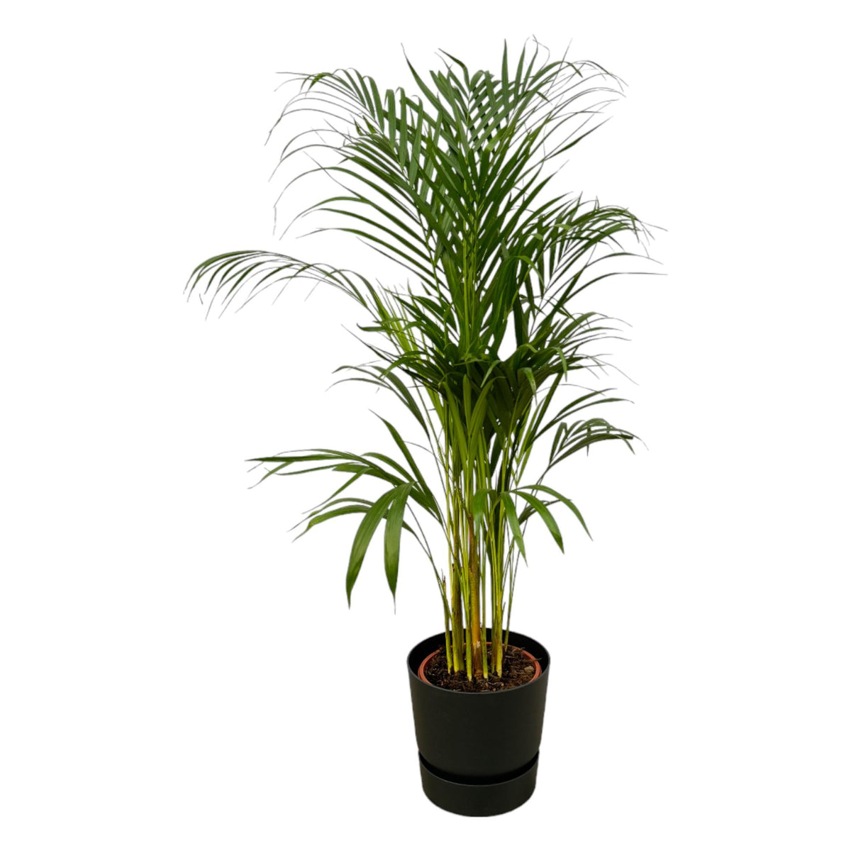 Areca-Palme (Dypsis) in Greenville Rund-Übertopf schwarz – Ø21 cm, 120 cm hoch