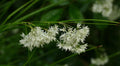 Luzula nivea (snowy woodrush) – 6 plants, Ø9 cm, 10–25 cm high