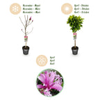Magnolia 'Susan' on standard – Ø19 cm, 90 cm high