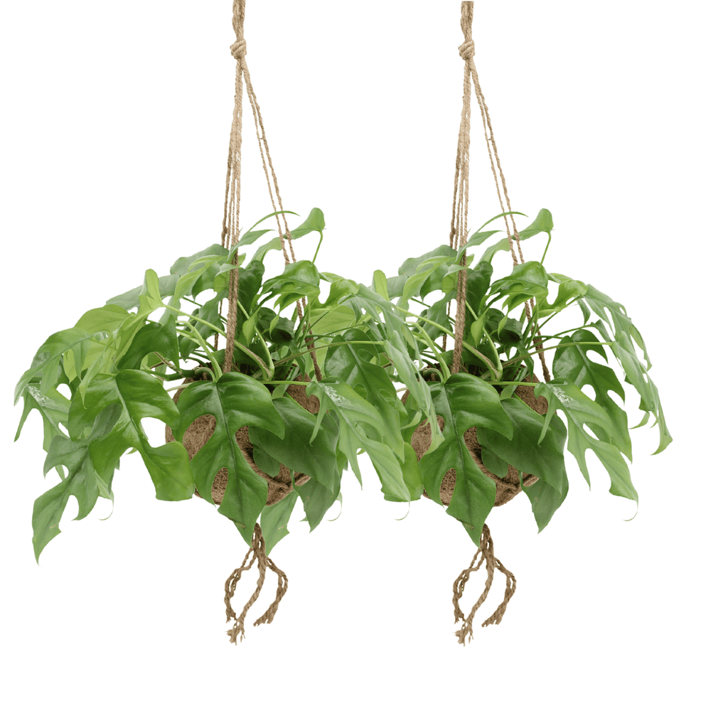 2× Monstera Minima grimpante (plante percée) (mini-monstera) en kokodama (boule de fibre de coco) – Ø15 cm, 25 cm de haut