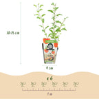Fruchtpflanzen – orange – 3 Pflanzen, Ø9 cm, 35 cm hoch