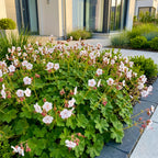 Geranium macrorrhizum 'Spessart' (Storchschnabel) – rosa-weiß – Ø11 cm, 15–25 cm hoch